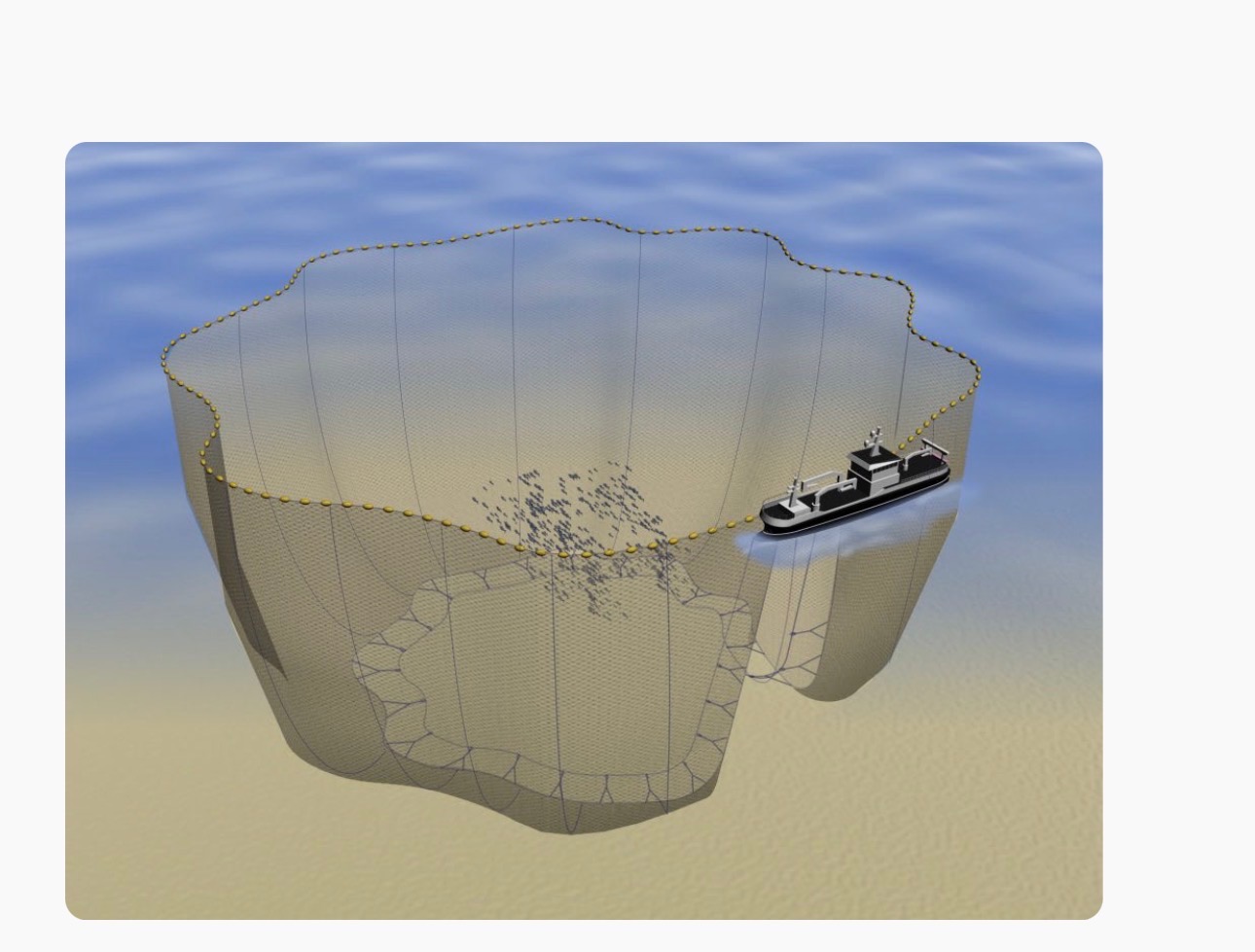 Purse seine fishing diagram